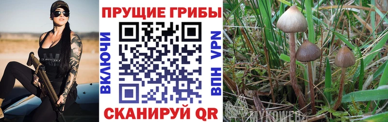 Псилоцибиновые грибы Psilocybe  ОМГ ОМГ сайт  Кодинск 